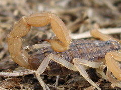 Aegaeobuthus gibbosus