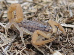 Aegaeobuthus gibbosus