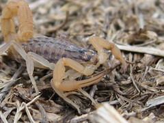 Aegaeobuthus gibbosus