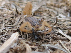 Aegaeobuthus gibbosus