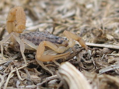 Aegaeobuthus gibbosus
