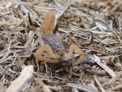 Aegaeobuthus gibbosus