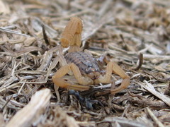 Aegaeobuthus gibbosus