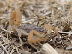 Aegaeobuthus gibbosus