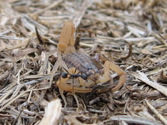 Aegaeobuthus gibbosus