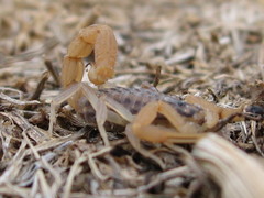 Aegaeobuthus gibbosus