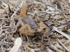 Aegaeobuthus gibbosus