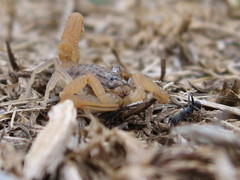 Aegaeobuthus gibbosus