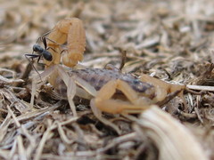 Aegaeobuthus gibbosus