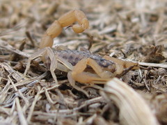 Aegaeobuthus gibbosus