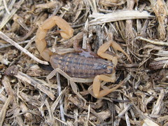 Aegaeobuthus gibbosus