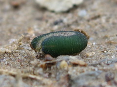Symphyta