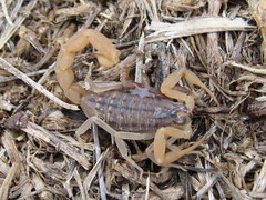 Aegaeobuthus gibbosus