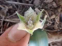 Calochortus westonii
