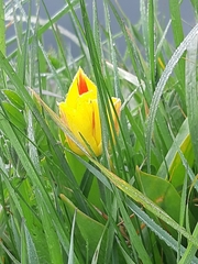 Tulipa gesneriana