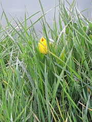 Tulipa gesneriana