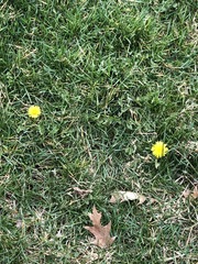 Taraxacum officinale