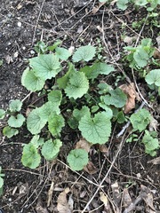 Alliaria petiolata