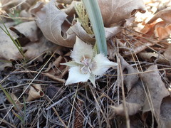 Calochortus westonii