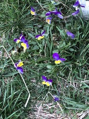 Viola