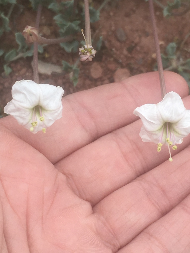 Angel's trumpets (Acleisanthes longiflora)