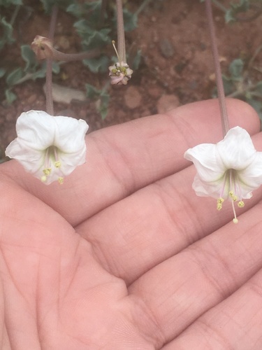 Angel's trumpets (Acleisanthes longiflora)