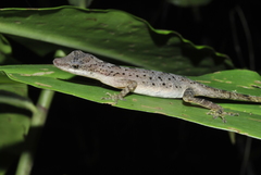Anolis zeus