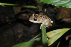 Craugastor aurilegulus