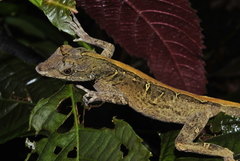 Anolis lemurinus