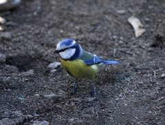 Cyanistes caeruleus