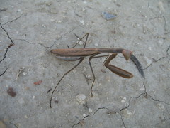 Mantis religiosa