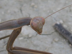 Mantis religiosa