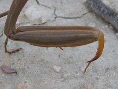 Mantis religiosa