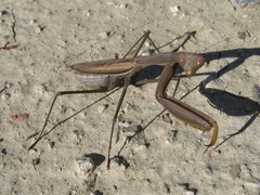 Mantis religiosa