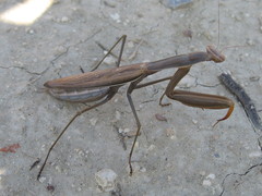 Mantis religiosa