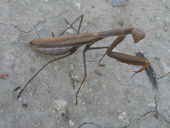 Mantis religiosa