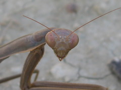 Mantis religiosa