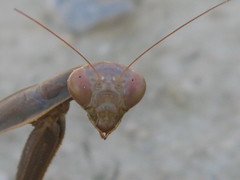 Mantis religiosa