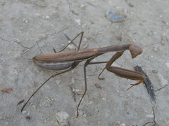 Mantis religiosa