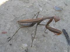 Mantis religiosa