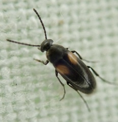 Anaspis fasciata