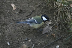 Parus major