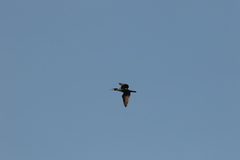 Phalacrocorax carbo