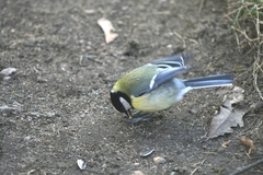 Parus major