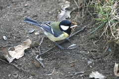 Parus major