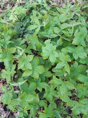 Geranium nodosum