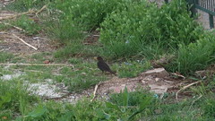 Turdus merula