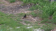 Turdus merula