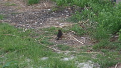 Turdus merula