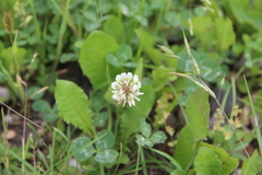 Trifolium repens